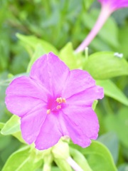 202D1B33-E097-4AF8-AB72-33D510E7A90A