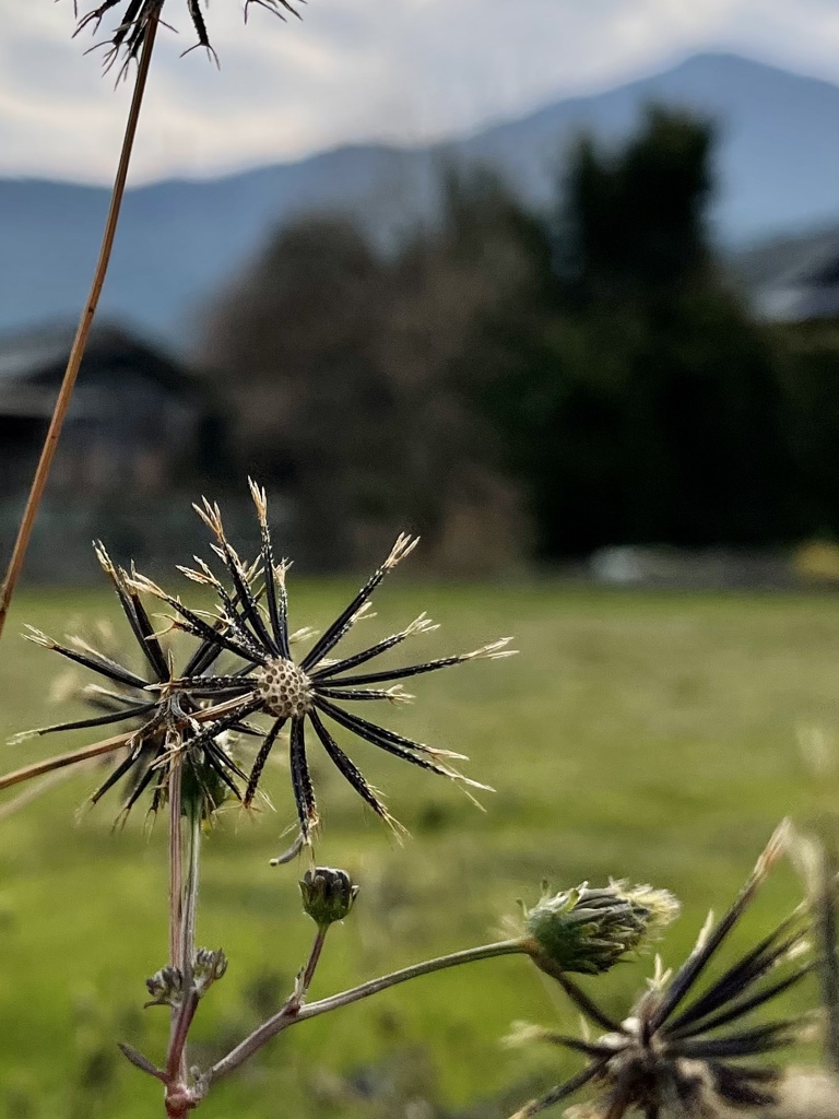 ひっつき虫です^ - ^