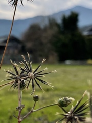 ひっつき虫です^ - ^