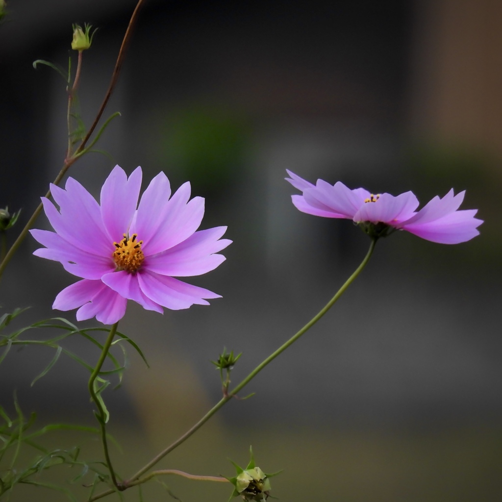 8BF7BF0A-5787-4D61-B14A-F30CE773EB84