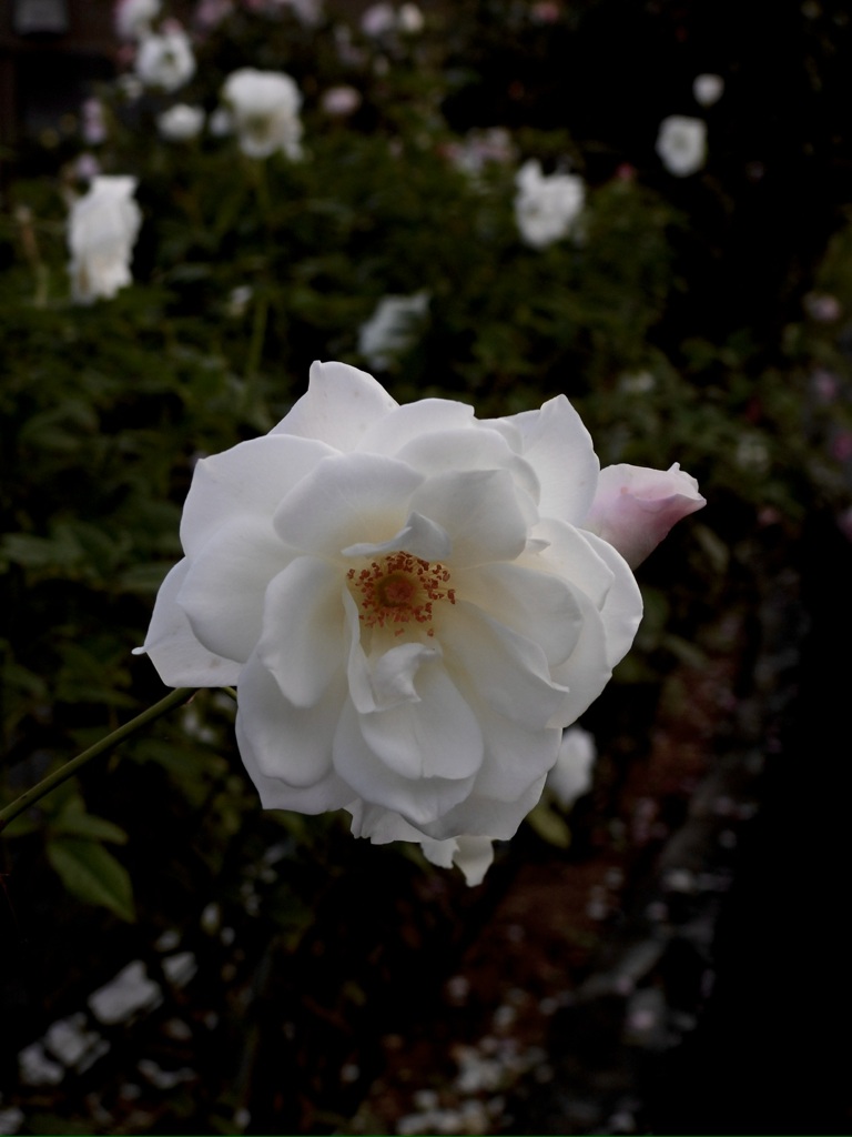 BBF4123D-9C2B-4E49-92D3-2AD96C12F945