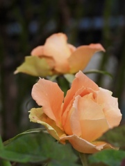 D6D8B4BD-2C97-4FEE-9241-1C4A36D86700