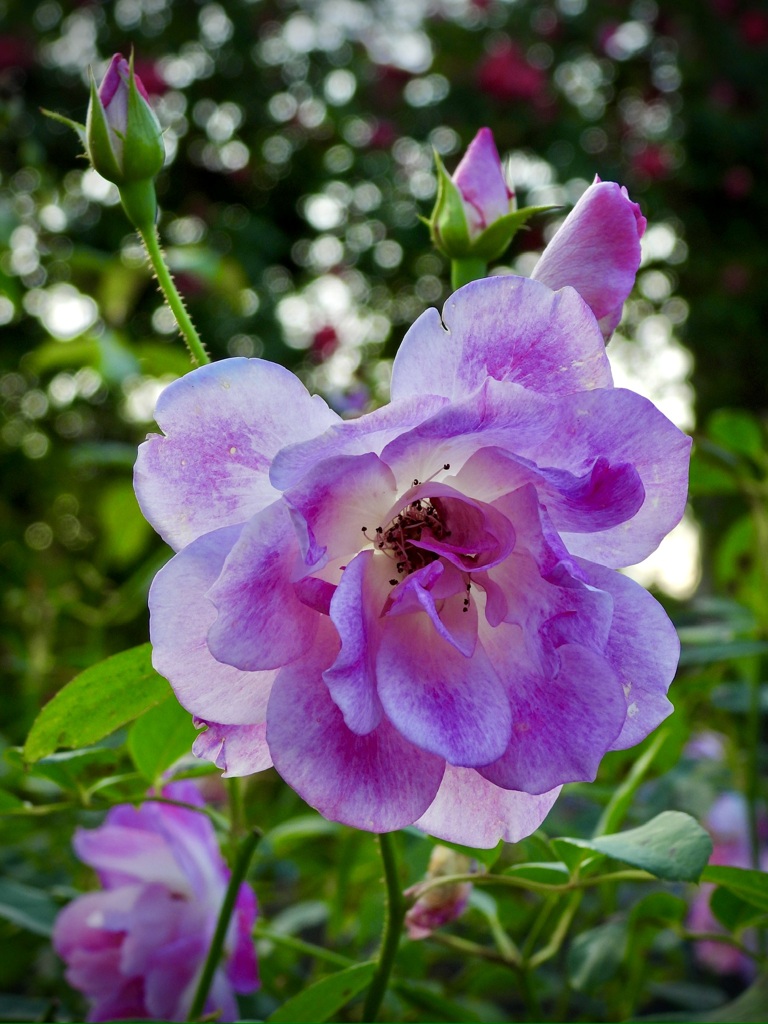 98853D9A-B3B1-4140-BE14-5B99FC19BE3D