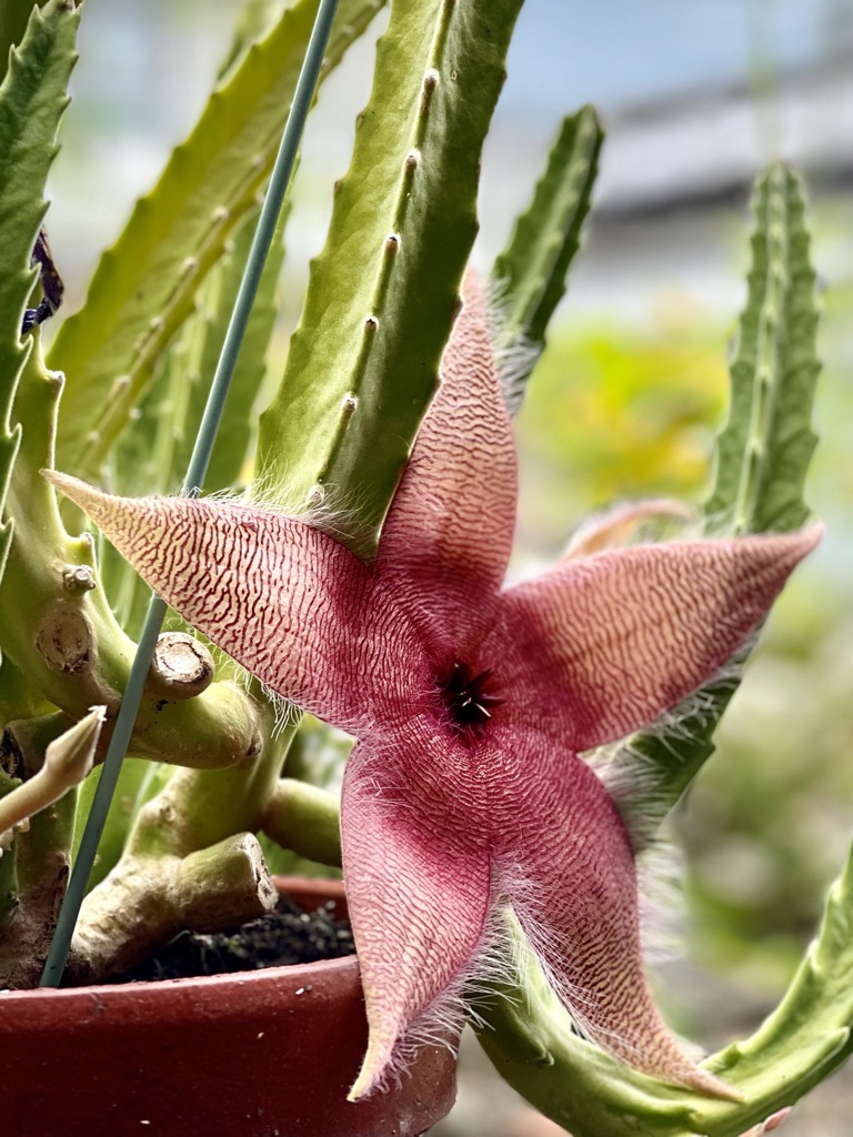 80112C13-C023-4776-B5A8-077E52E62656