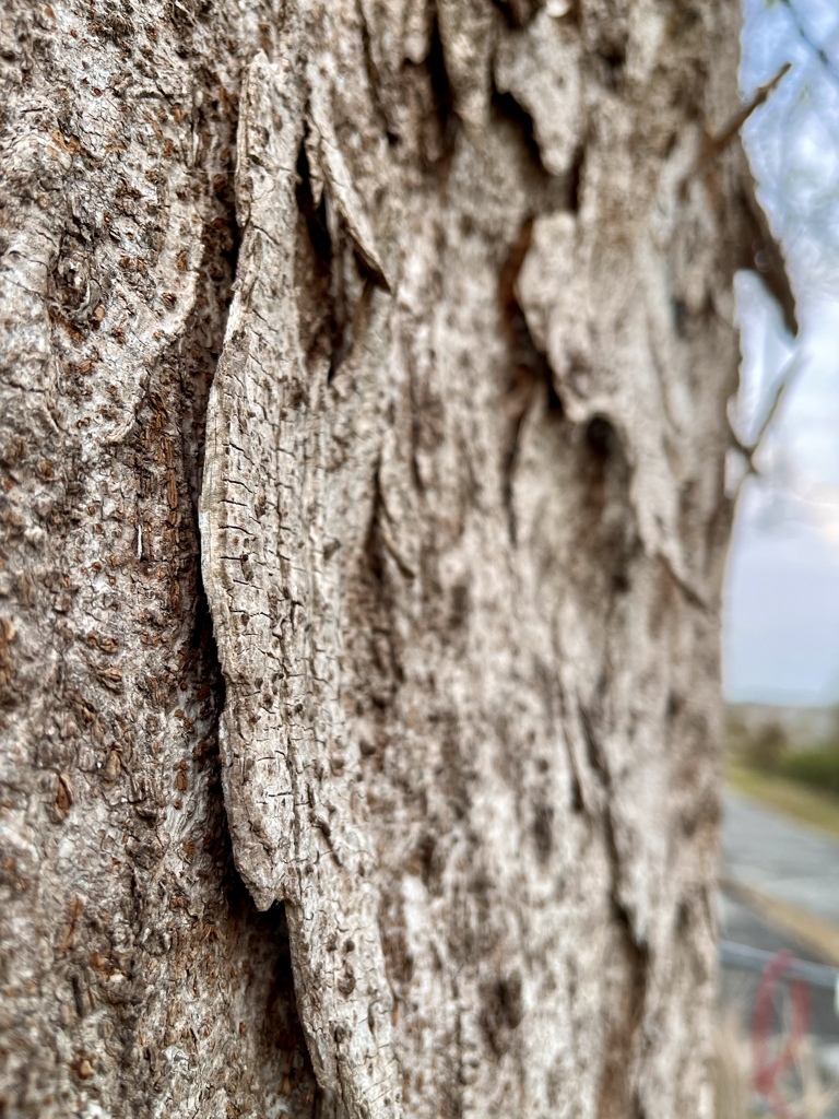 8BF9AAAA-DDA8-4A79-A9AC-0A5DCBAEFAB0