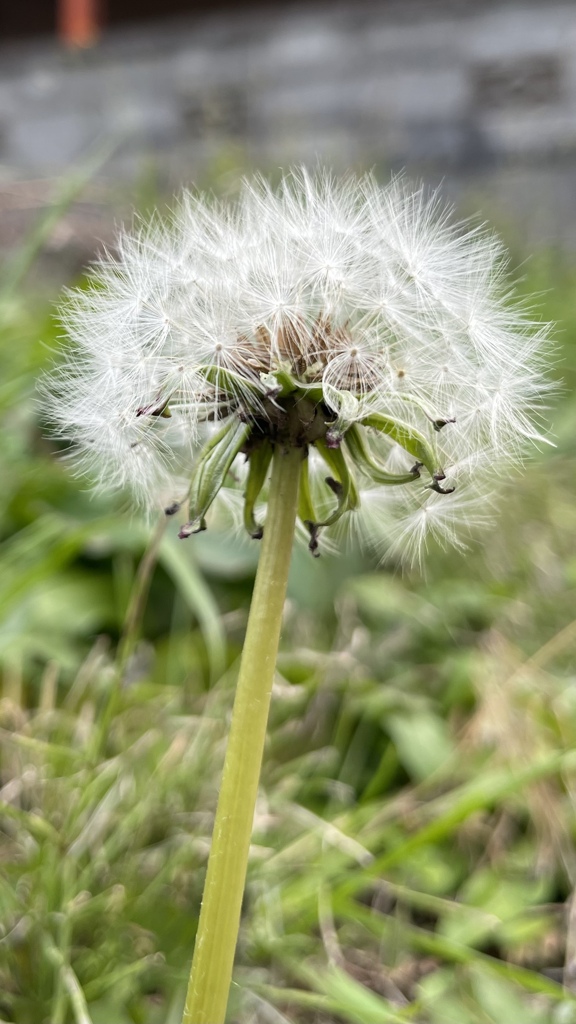 ACA98A34-1F7C-4C70-8786-0DB95C84E5A9