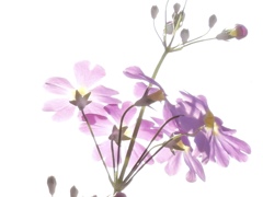 9A874443-303A-4A9C-B6A1-6A03E19DACD2