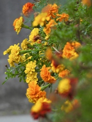 0F508A38-D676-49FD-9448-8D86FA3827B9