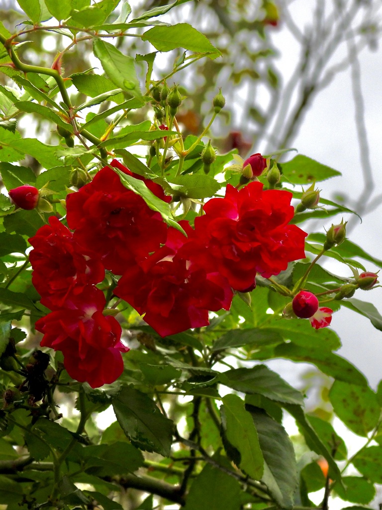 3A77C96B-E701-4111-BC79-27A2714415F6