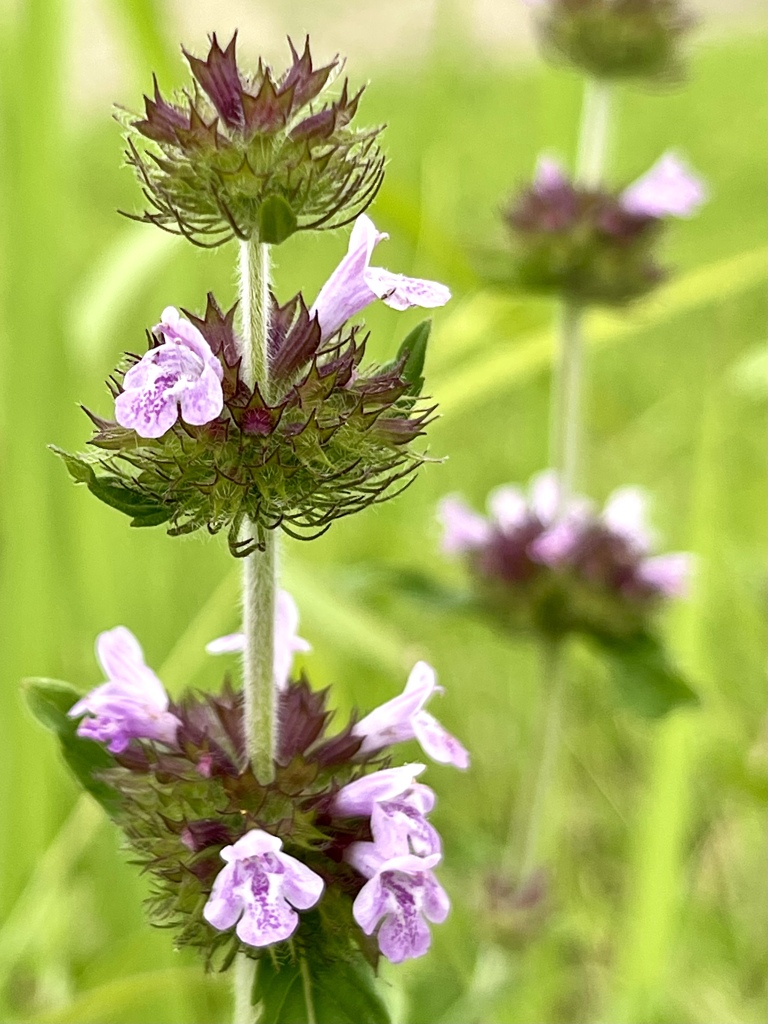 BD6B98F2-CE51-43F2-9889-D7F78681CC4E