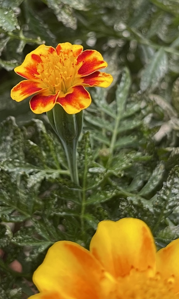 9A3AC7DF-5DA6-4B2E-AA54-95D63C90818F