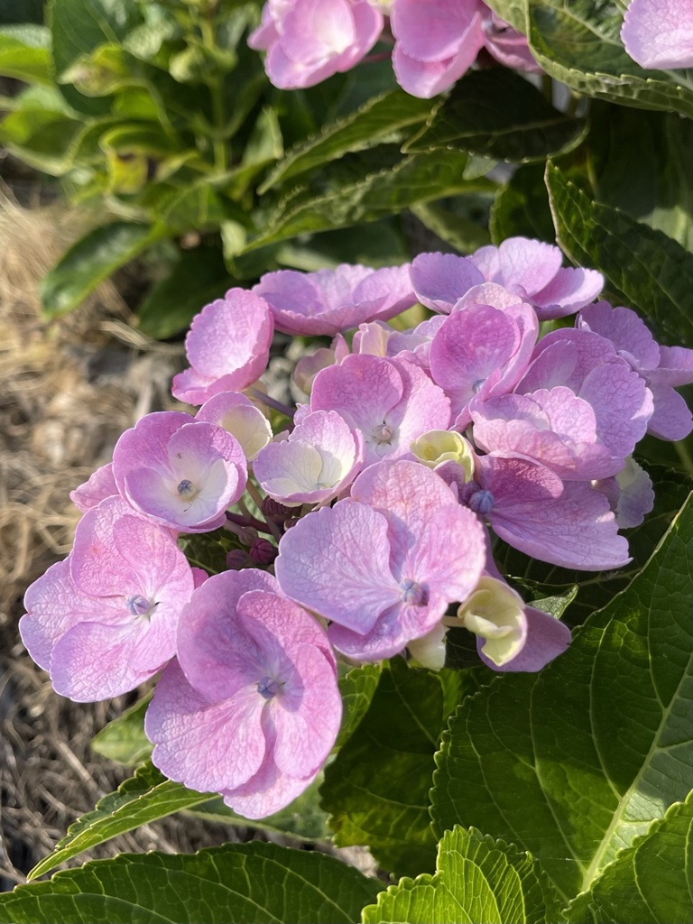 C2E4FC2C-5F3F-471B-A86A-5C5949BA3B43