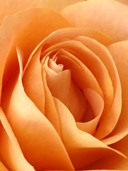 39143793-05D0-45F2-A856-AC7FCAEE7B51