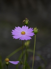 CAFD7701-00D2-44EB-8CDE-FA18D060F71D