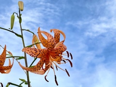 E56F5193-9CF7-402E-A963-A09F880558B4