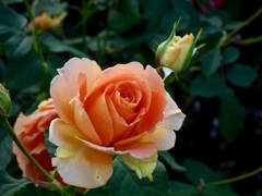 A1CB87E0-BB54-4009-85B1-F4D975A8B22B