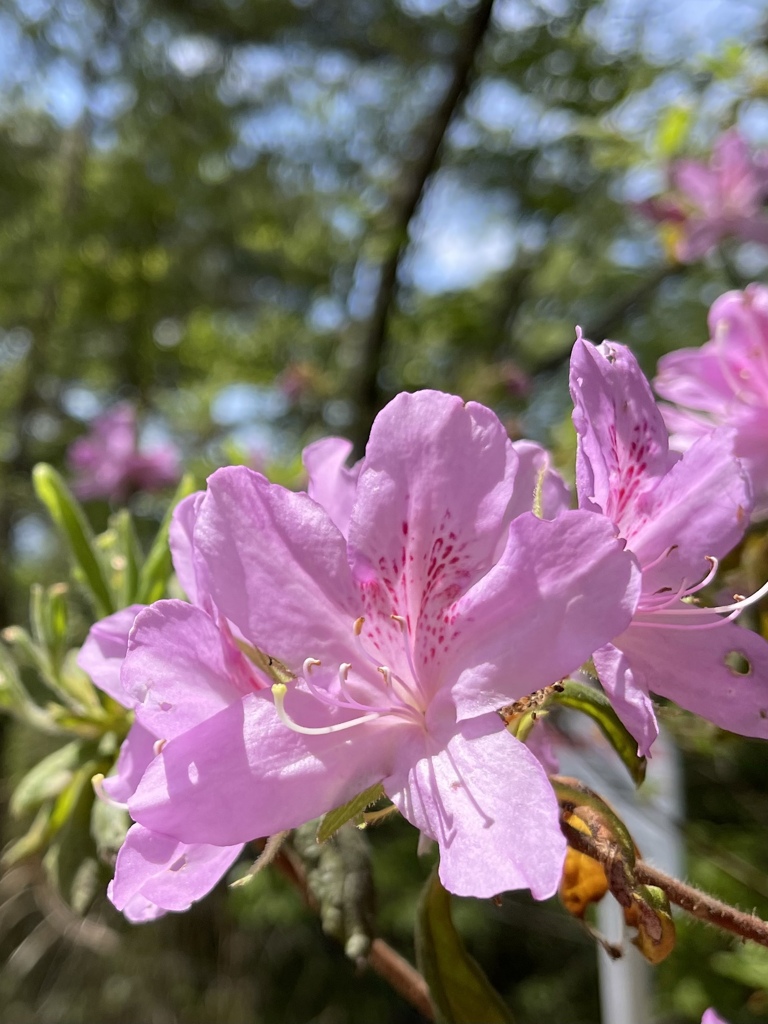 BCB920E1-1247-4F6E-BBC1-60724082AB7B