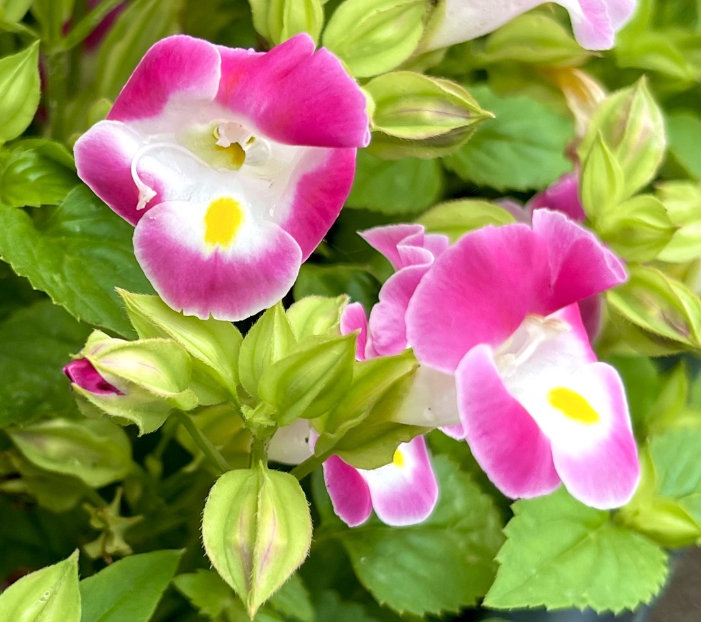 C50A3909-B2C4-4177-BED3-F48B0699EBC8