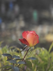 10A2664E-2B48-49F0-AB26-34235861AE1B