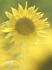 向日葵、とろけました。sunflower melted