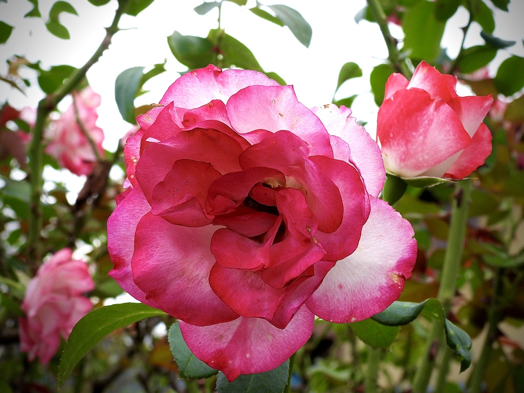 8708C36C-F4B8-44BD-AD16-17330F8A80BD