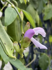 豆のお花です　②