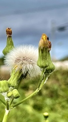 C0A439B1-9322-43AC-B2EB-7AF52C0F3679