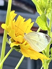 92552F42-B116-49A6-818E-DD61E6D7BC83