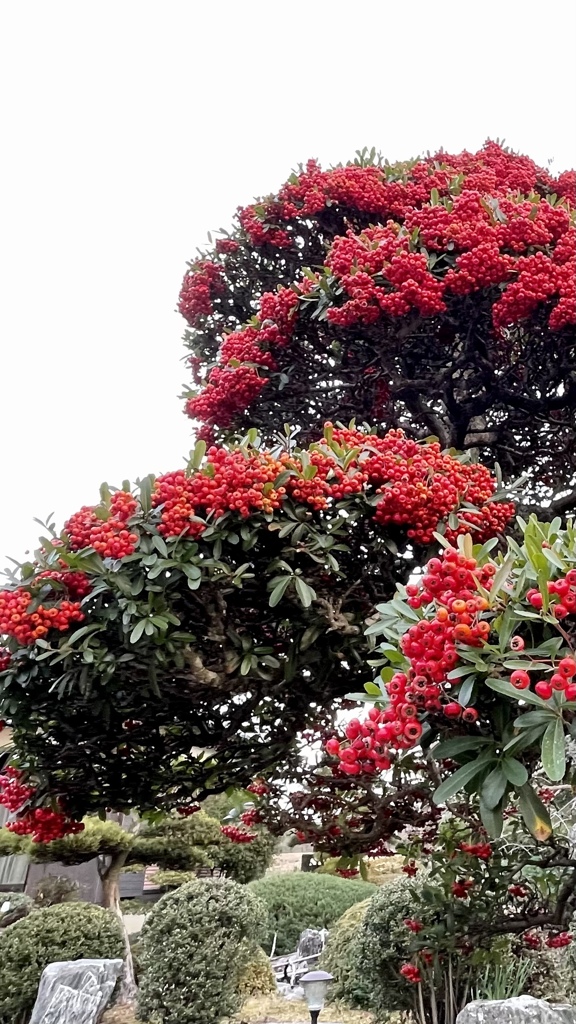 FA928218-73D2-4B84-9DF2-4DBD86327453