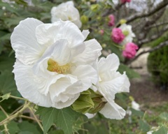 7C0367F6-3EB4-44C8-ADBD-EB38487C517F