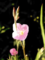 B85B0E0D-F451-460F-BC32-3A7DC26859BA