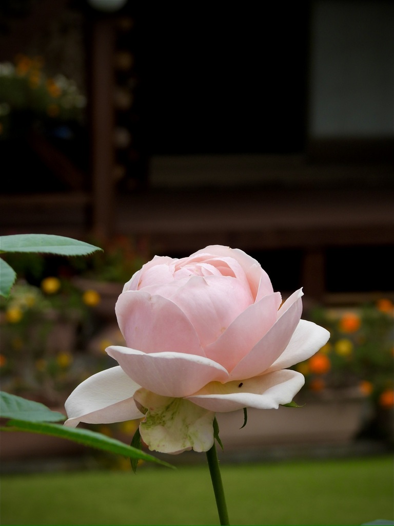 5F6DD239-B071-473B-A34B-1B86D2C585D0