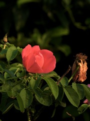 09A36309-A2F0-4304-943B-9681D69BEAC0