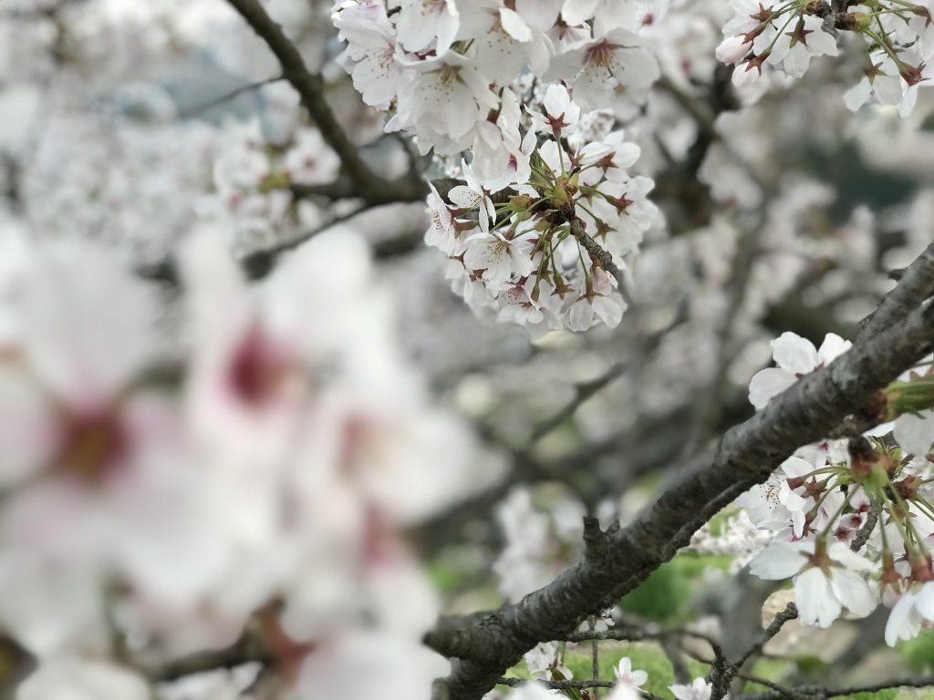 2018さくら４