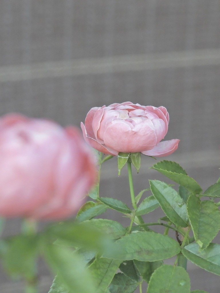 52318684-E411-44E5-A79D-0B562D49F83C