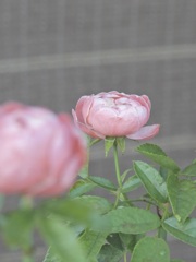 52318684-E411-44E5-A79D-0B562D49F83C
