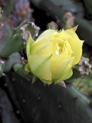 サボテンが華をつけている 