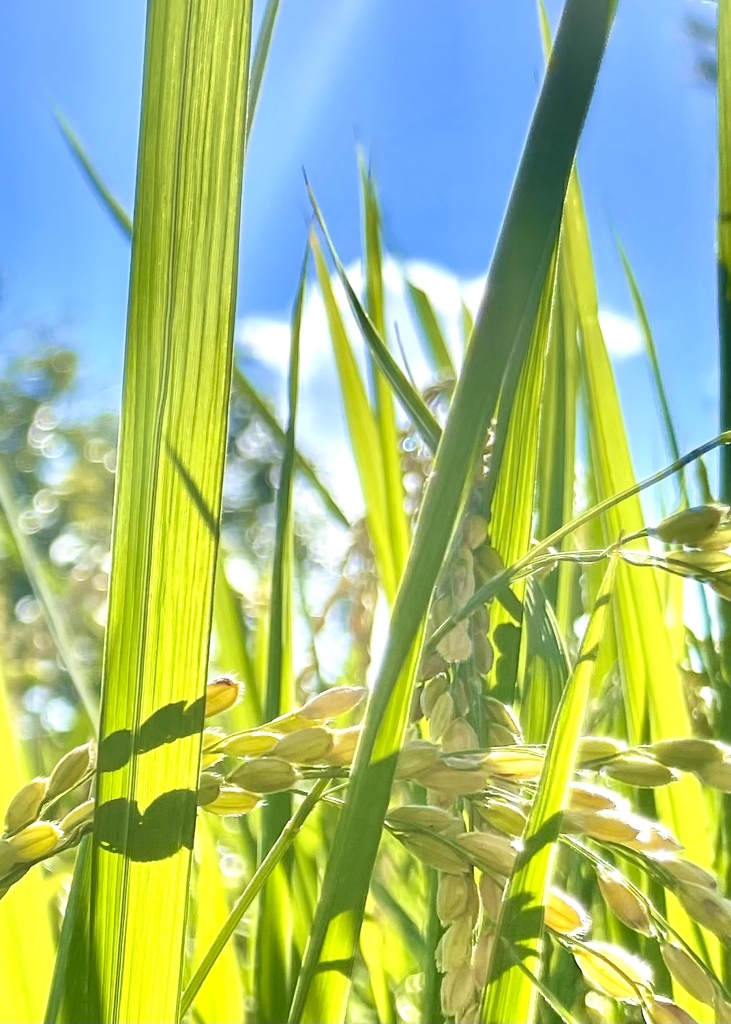 412850E3-298A-4135-9025-4603C9448D0D