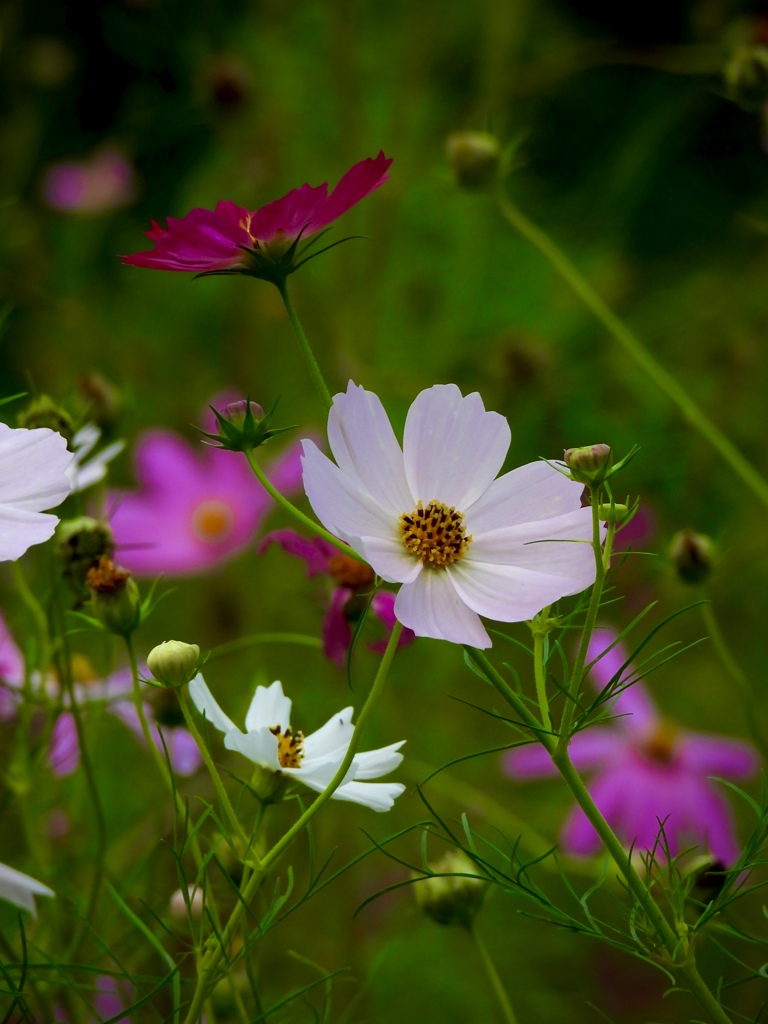 D951146F-B249-4A02-80CE-C57B233522D9