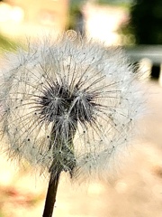 C0BDED39-6095-4D14-8032-8E4E615C0C3F