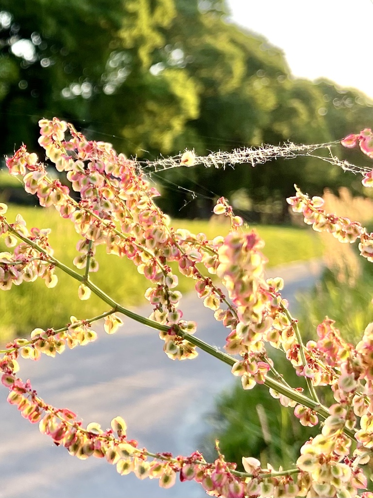 BC5D7309-C0DB-460A-9CFD-42D1A2CD7B71