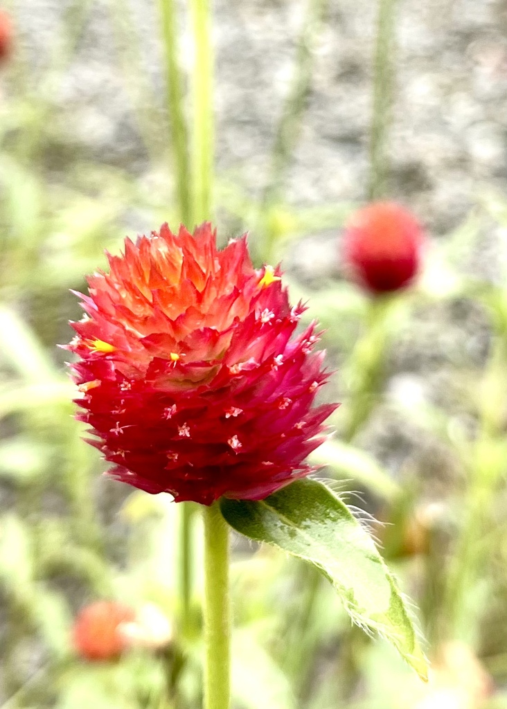 C9E80D42-54DE-4A9B-94B0-508AC851086F