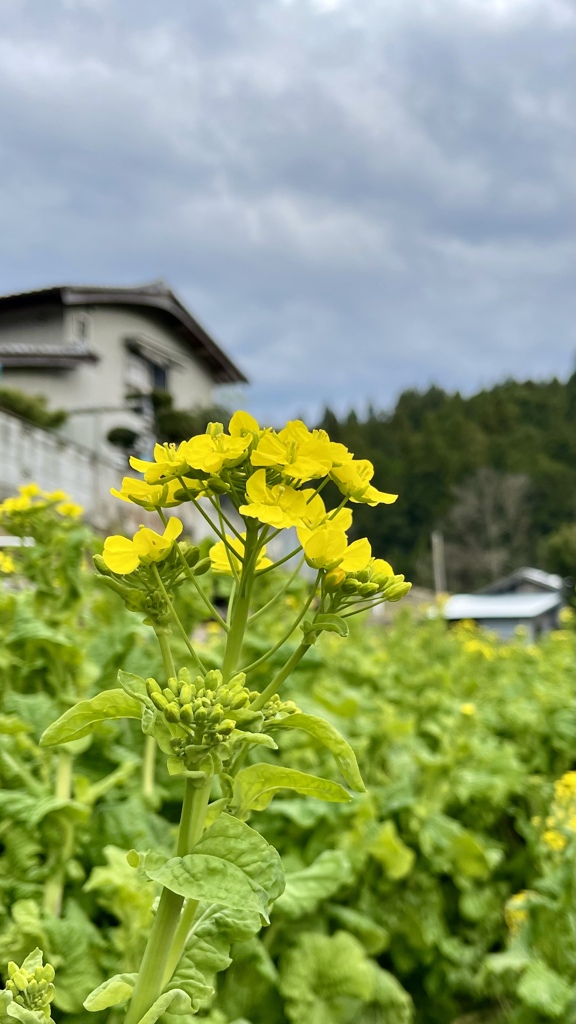 8D70E3C1-1FD7-4EE4-BE50-96F21D2DF555