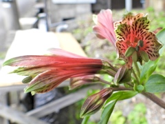 6A5D0E93-126A-4A1C-B2A5-EEBFC33A2B62