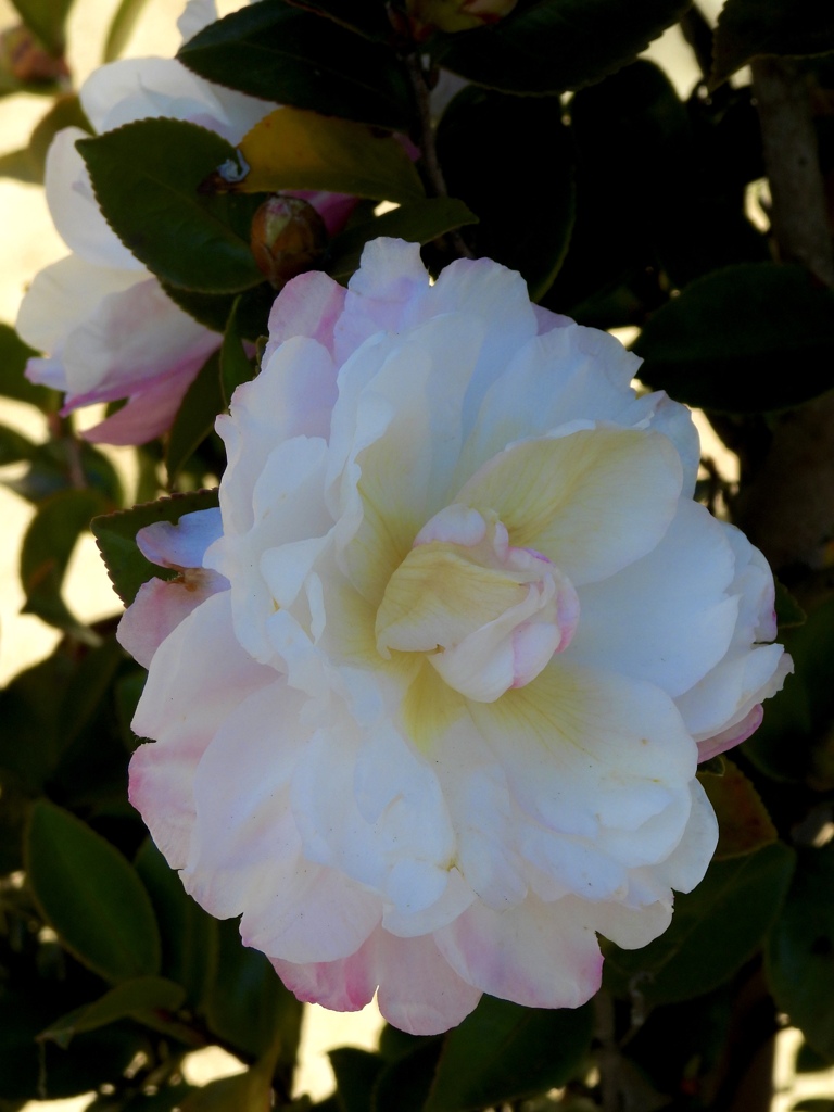 629B71F6-A1E7-4A64-98F6-F7265B888E7E