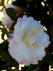 629B71F6-A1E7-4A64-98F6-F7265B888E7E