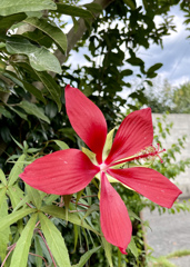 8EE786F6-988E-4BA1-B50E-477554675D48