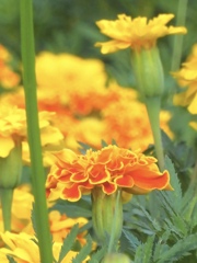71A9A60C-1EB5-49F5-8366-DF146FDFEF36