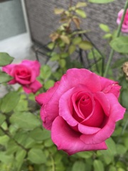 3C40B990-7C83-403A-BA97-717121AFB1D0