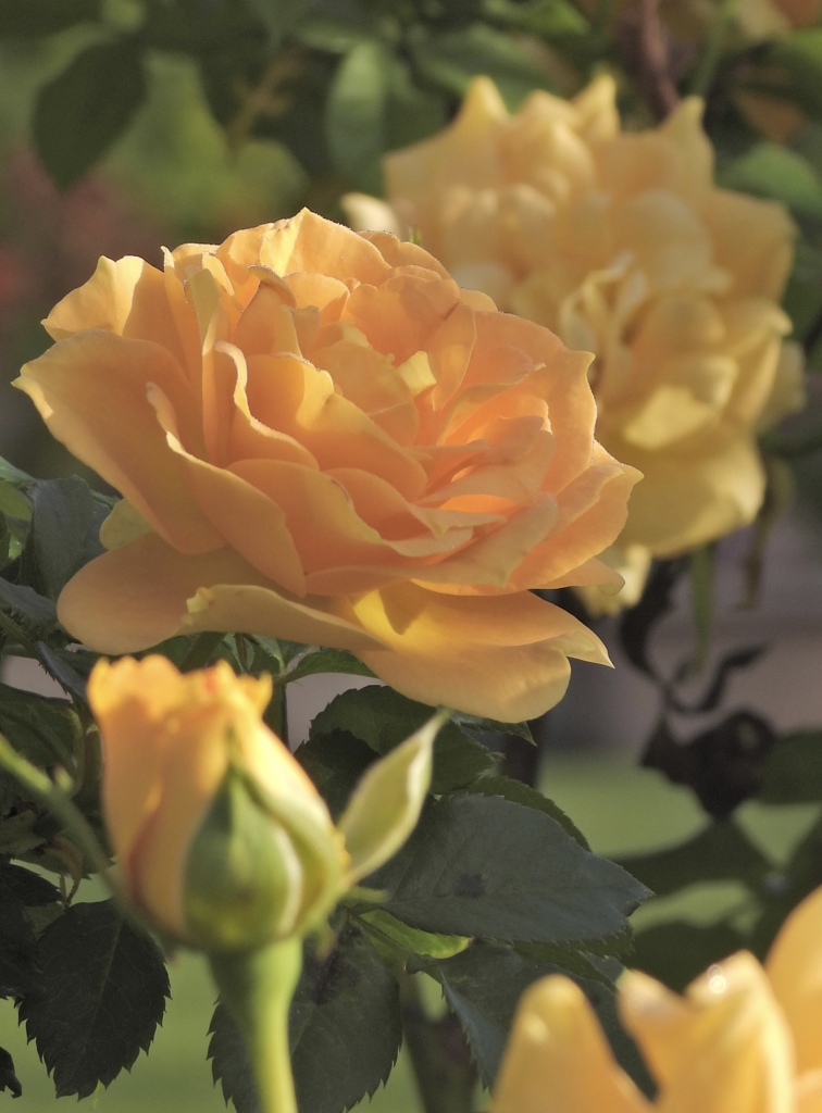 D54AE170-B425-4181-A45F-2FF1E622576A